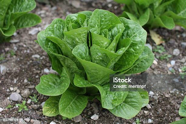 Lettuce Claremont Stock Photo - Download Image Now - Agriculture, Color Image, Food and Drink