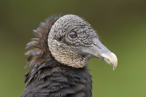 istock Black Vulture Bird Portrait 172798178