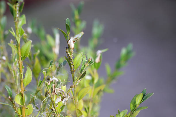 istock Boxwood shrub infested and destroyed by caterpillars of Box Tree Moth (Cydalima perspectalis). 1727982934