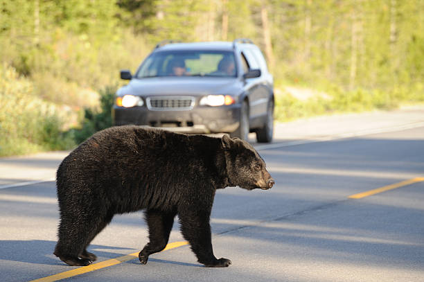 Bear Crossing Road "A black bear walks across a road. The bear is in sharp focus, a car is in the background outside of the area of focus." middle of the road stock pictures, royalty-free photos & images