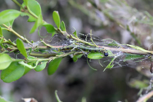 istock Boxwood shrub infested and destroyed by caterpillars of Box Tree Moth (Cydalima perspectalis). 1727983461