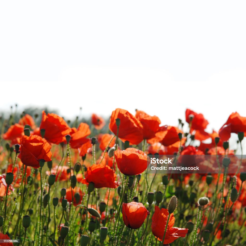 Field of poppies  Agricultural Field Stock Photo