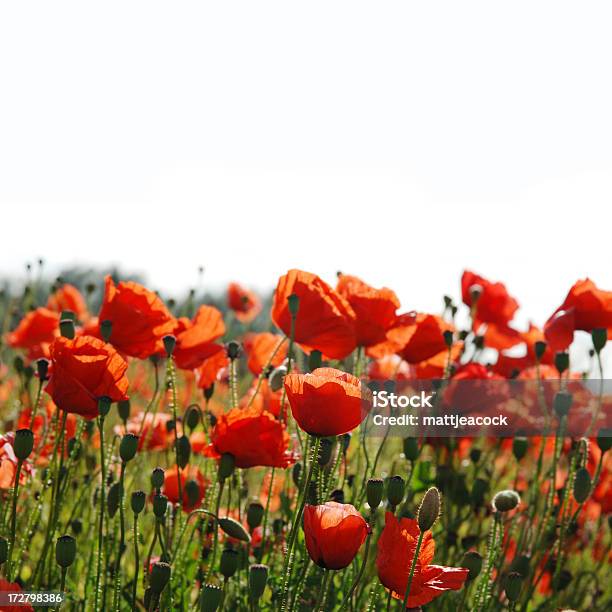 Field Of Poppies Stock Photo - Download Image Now - Agricultural Field, Backgrounds, Botany