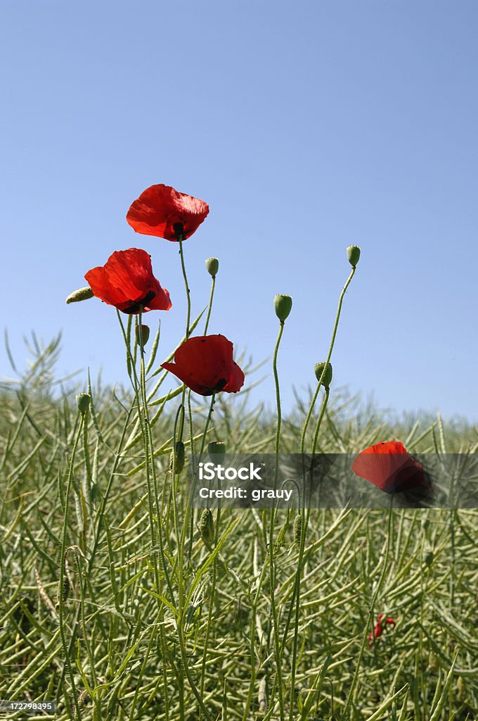 Poppies crece en un campo de colza - Foto de stock de Aire libre libre de derechos