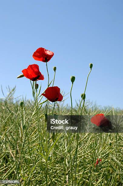 Poppies Crece En Un Campo De Colza Foto de stock y más banco de imágenes de Aire libre - Aire libre, Amapola - Planta, Animal