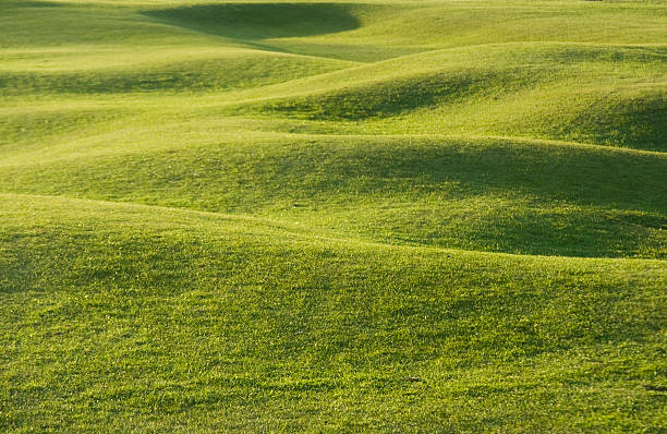 campo da golf - golf putting determination focus foto e immagini stock
