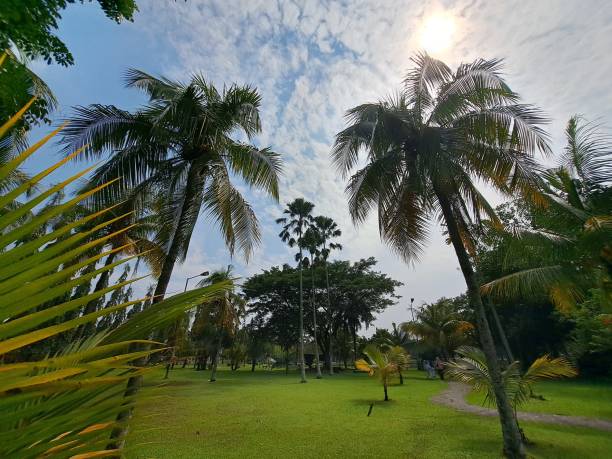 istock Cozy Coconut and Palm Trees Garden 1727984553