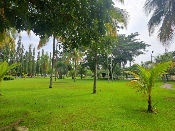 istock Cozy Coconut and Palm Trees Garden 1727984629