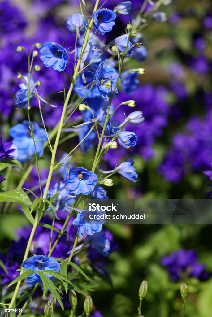 Bellflowers in Blau - Lizenzfrei Baumblüte Stock-Foto