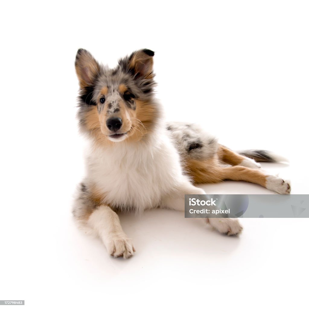 Collie bebê - Foto de stock de Animal royalty-free