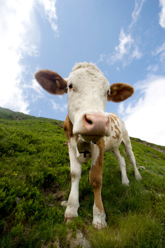 close up from a young cow in a funny way in the hills
