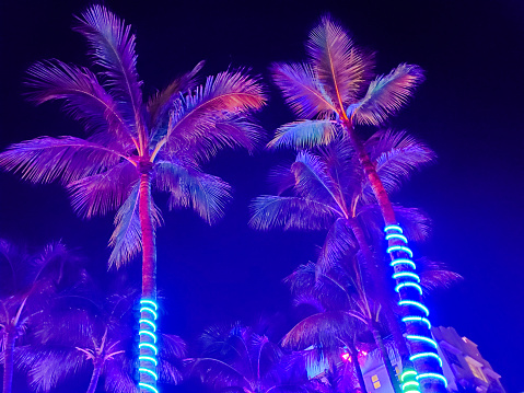 Colorful Palm Trees Illuminated at Night in South Beach Miami Florida