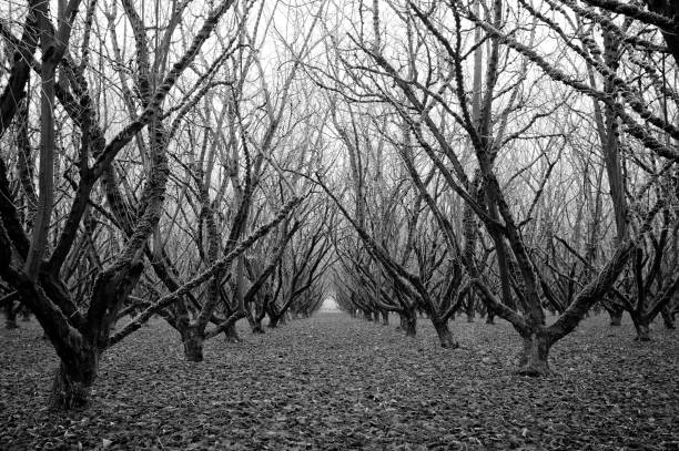 istock Orchard after the Fall 172798600