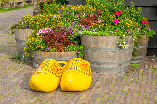 Netherlands. Summer day in Zaanse Schans. Giant klomps (Dutch wooden sandals) and flowers