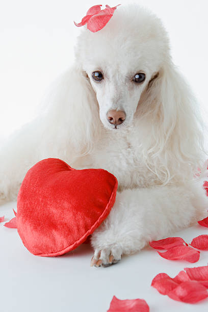 istock Romantic Valentine's Day Heart Sign Poodle 172798851