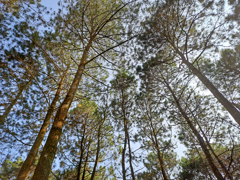 Pine forest seen directly below, view of the pine forest in bright daylight