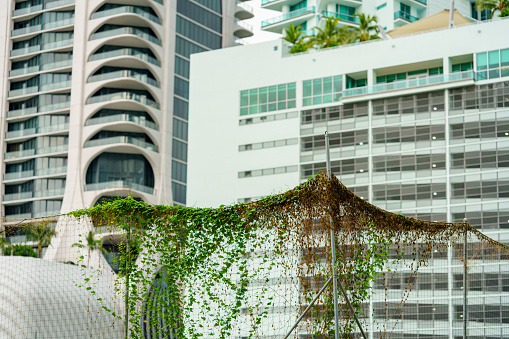 Nature vines reclaiming the city of concrete urban jungle
