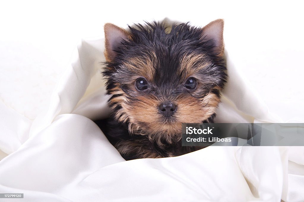 Nouveau chiot (XL - Photo de Chien libre de droits