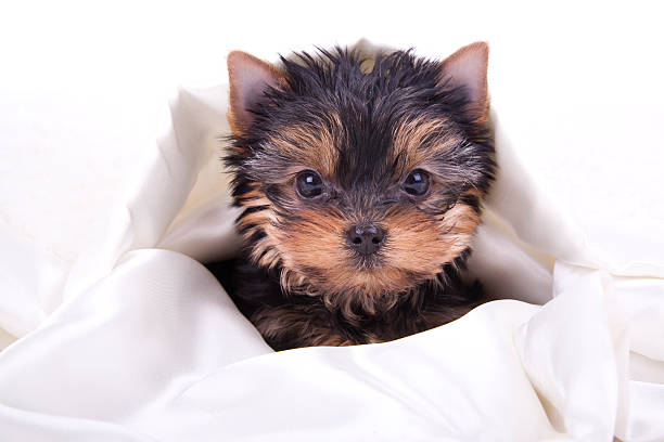 New Puppy (XL) Newborn Yorkshire Terrier puppy dressed for Christmas with a large rawhide bone.PLEASE CLICK ON THE IMAGE BELOW TO SEE MY DOGGY LIGHTBOX PORTFOLIO: newborn yorkie puppies stock pictures, royalty-free photos & images