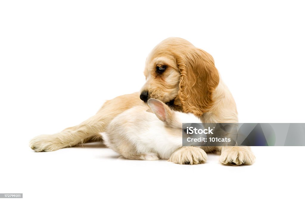 Cachorro e Coelho - Foto de stock de Coelho - Animal royalty-free