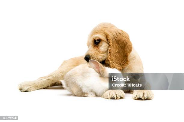 Cão E Coelho - Fotografias de stock e mais imagens de Coelho - Animal - Coelho - Animal, Cão, Abraçar