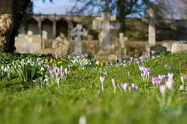 istock Crocuses in churchyard 172799464