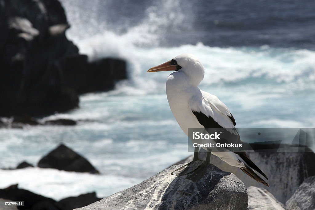 Masked Booby, Wyspy Galapagos - Zbiór zdjęć royalty-free (Ameryka Południowa)