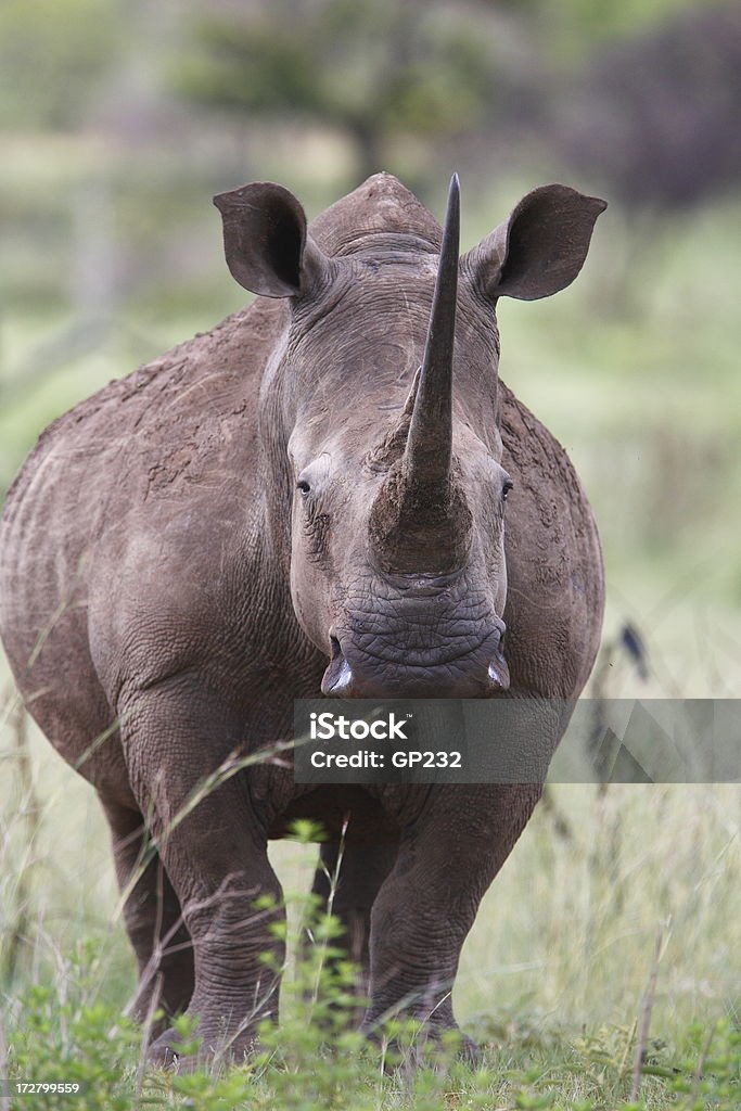 Branco Rhino - Royalty-free Agressão Foto de stock