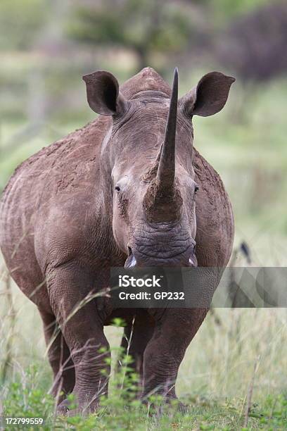 Branco Rhino - Fotografias de stock e mais imagens de Agressão - Agressão, Animal, Animal de Safari