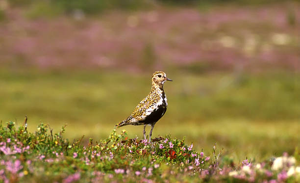 ムナグロ（pluvialis apricarius ）夏プルーミッジ - golden plover ストックフォトと画像