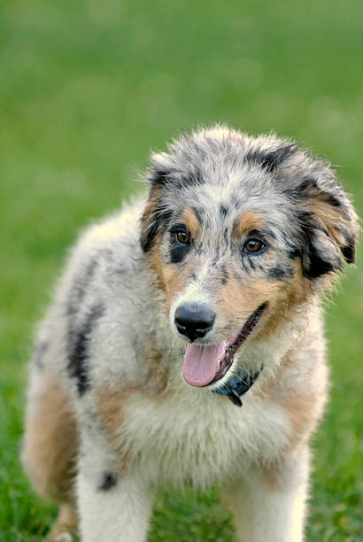 istock Blue Merle Australian shepherd puppy 172799629