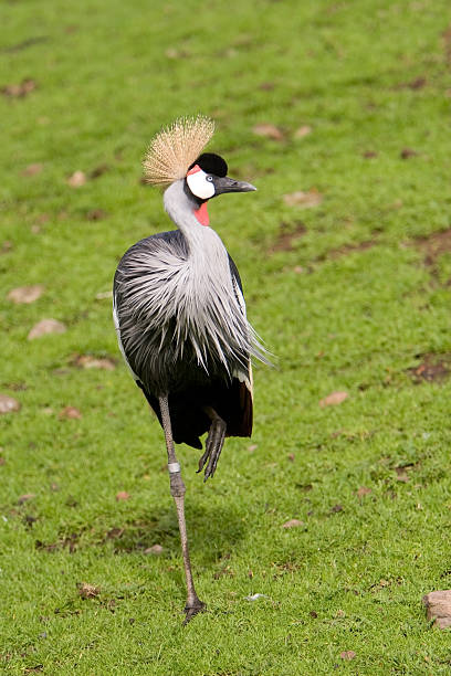 east african crowned crane stock photo
