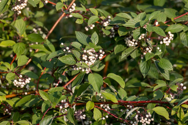 istock American Dogwood (Cornus sericea) 1727997700
