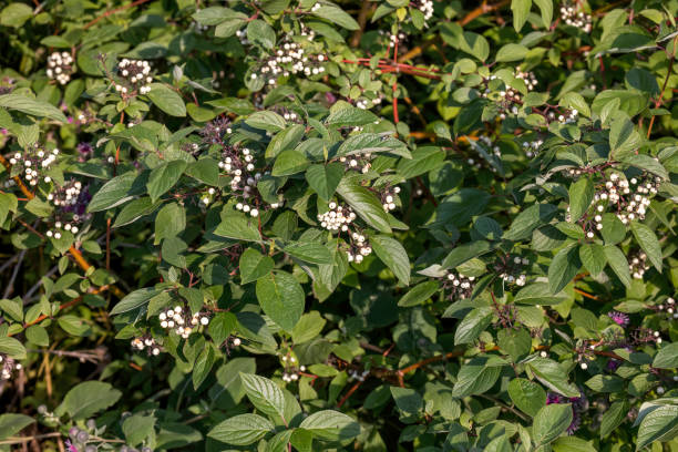 American Dogwood (Cornus sericea)