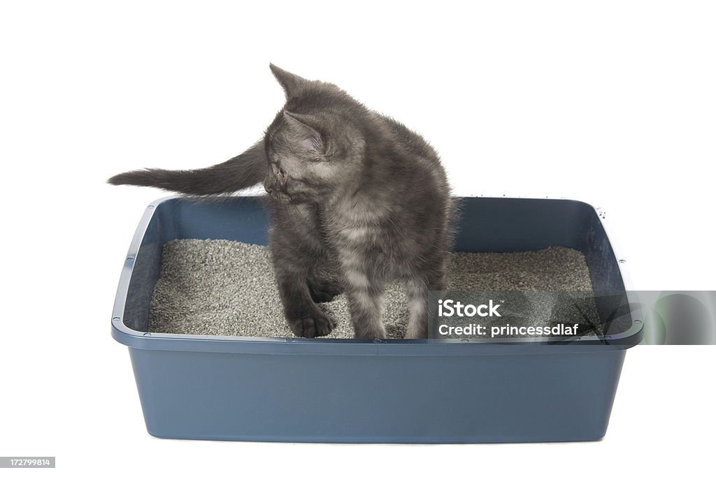 Utilizzando il Litterbox - Foto stock royalty-free di Lettiera per Gatti