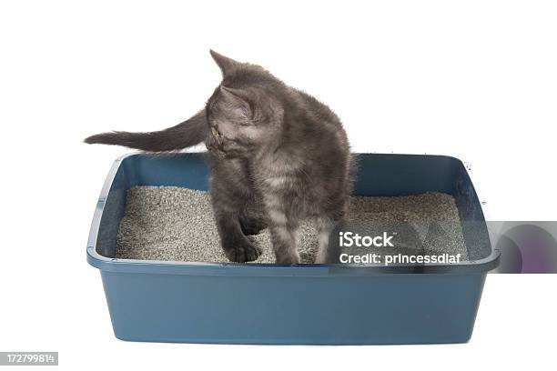 Litterbox を使用 - 猫のトイレのストックフォトや画像を多数ご用意 - 猫のトイレ, 子猫, 排尿