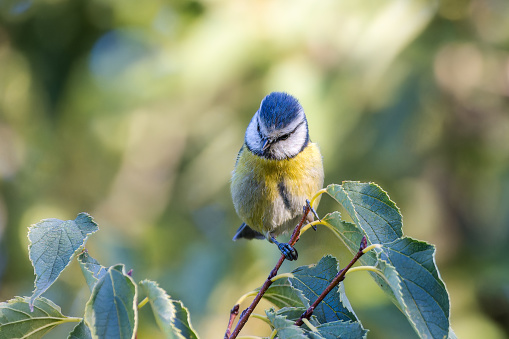 The Blue Tit is a small tit that takes its name from the blue color of its crown, wings and tail. His head is remarkable. The face, largely white, is barred with three dark blue to black lines, two loral lines which pass through the eye to join the nape of the same color, and a broad gular line which joins a collar, which itself borders the cheeks white and joins the nape of the neck.