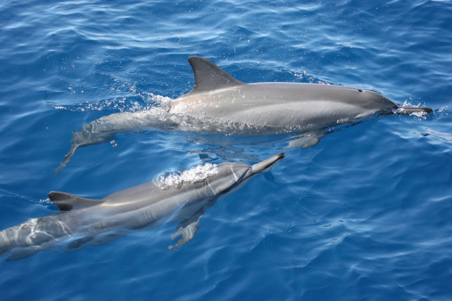 Dolphins coming up for air off of the island of Maui