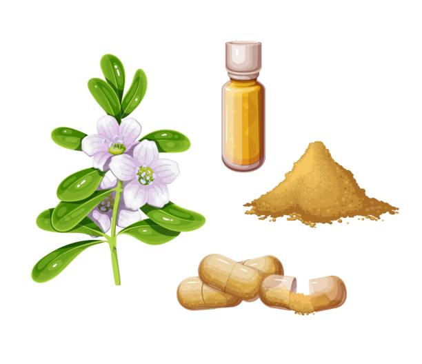 Bacopa Set Bacopa set vector illustration. Cartoon isolated brahmi flowers and leaves on branch, nootropic powder pile and herbal ingredient for capsules, bacopa extract oil in bottle for Ayurveda medicine nootropic stock illustrations