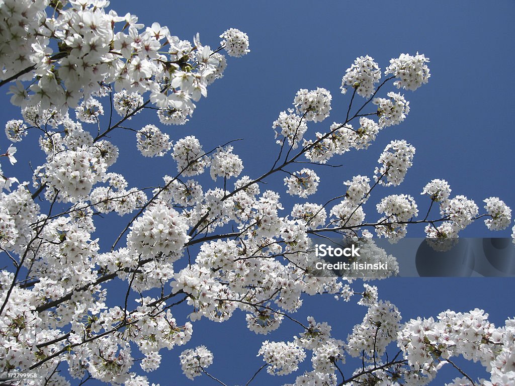 White Tree Blossoms White tree blossoms on a sunny Spring day. Blossom Stock Photo