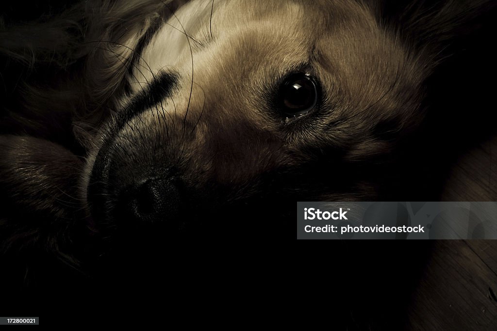 Cute dog in low key tones Big black eyes in this mixed blood dog. Dog Stock Photo