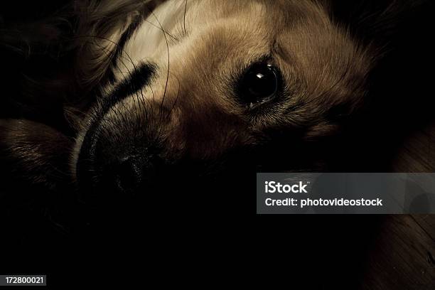 Cute Dog In Low Key Tones Stock Photo - Download Image Now - Dog, Absence, Sadness