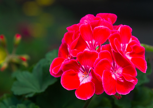 A cluster of rich red geraniums in a Cape Cod greenhouse. with out of focus buds in the background.
