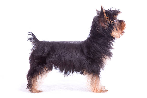 Yorkshire Terrier Standing in a Profile Position on White Yorkshire Terrier standing in a profile position isolated against a white background.  yorkshire terrier dog stock pictures, royalty-free photos & images