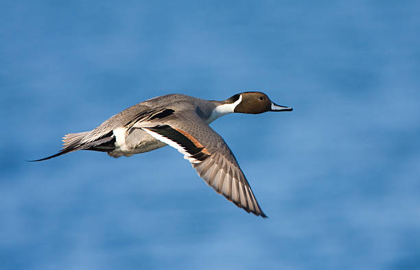 Northern Pintail in Flight