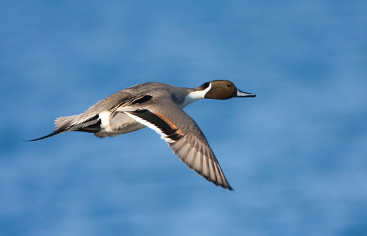 Northern Pintail duck