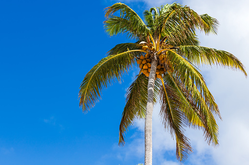 Coconut palm with fruits is under blue sky on a sunny day. Cocos nucifera