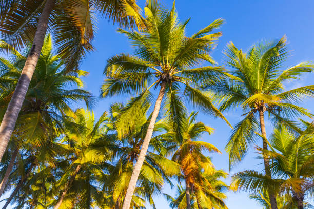 istock Tropical nature background photo with palm trees under blue sky 1728003749