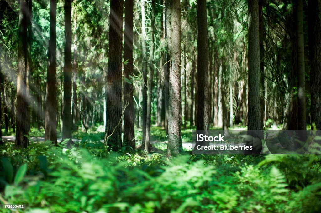 Forest Deep forest in spring time. Backgrounds Stock Photo