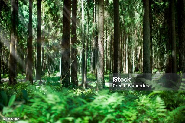 Forest Stock Photo - Download Image Now - Backgrounds, Boreal Forest, Deciduous Tree